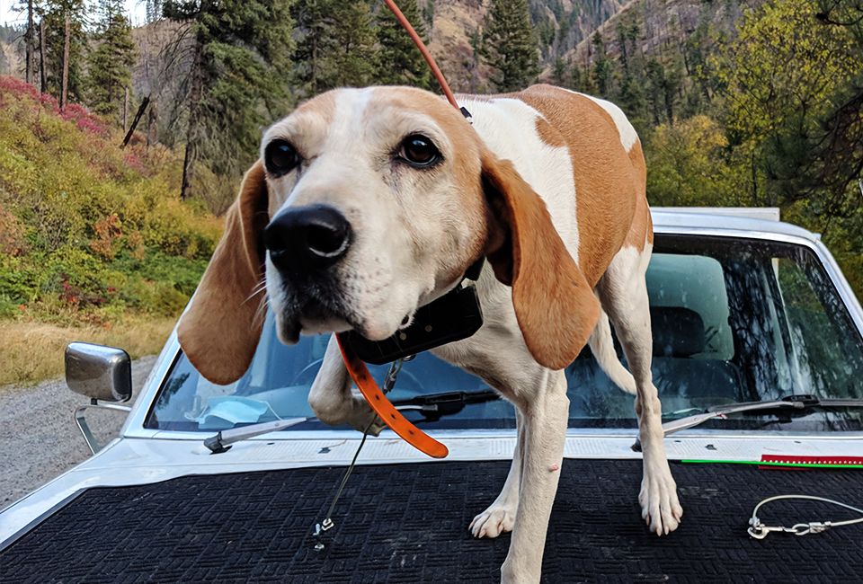 old hound dog with a camera on his neck on top of a pickup truck in the forest