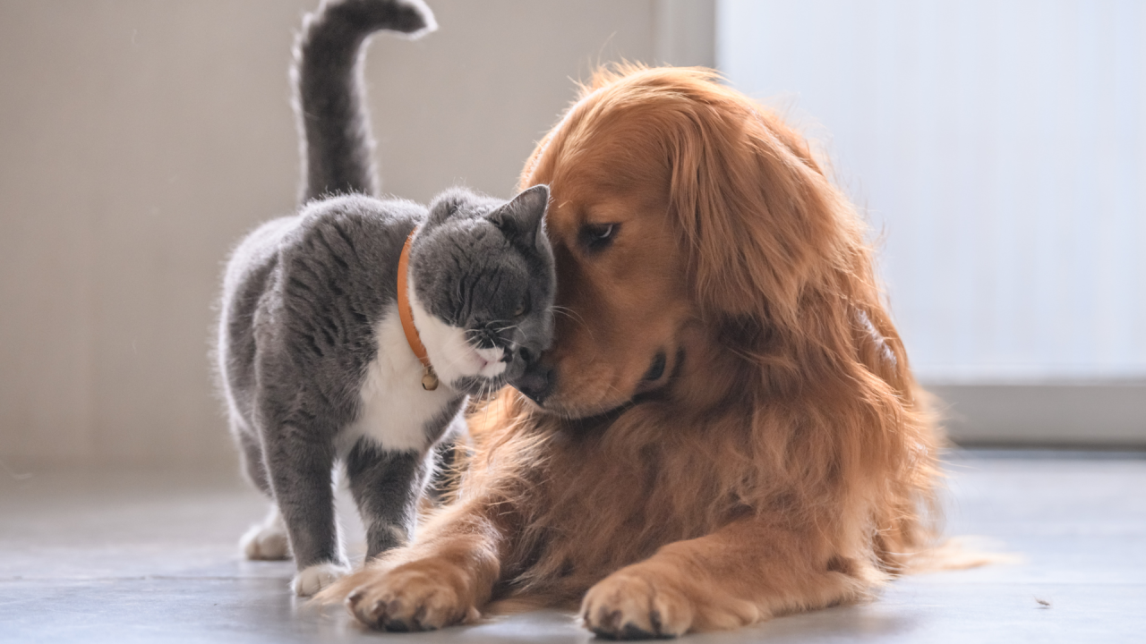 Common Parasites in Pets and How to Prevent Them: Keeping Your Furry Friends Safe in New Meadows, Idaho