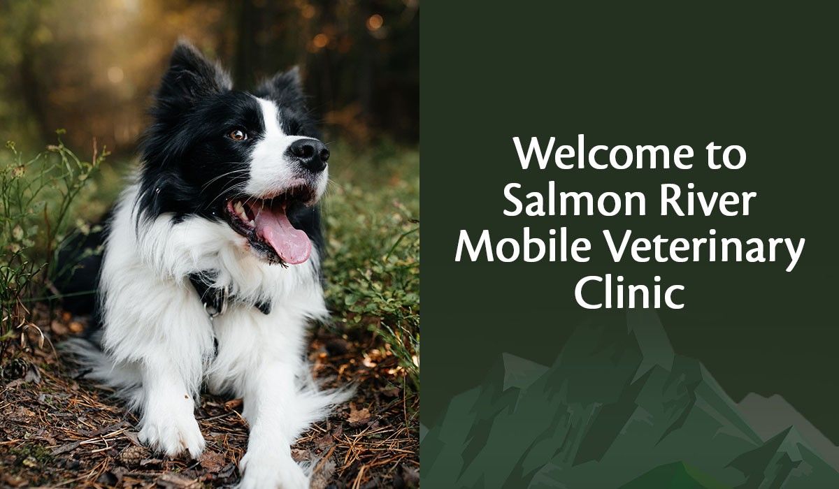 Welcome to Salmon River Mobile Veterinary Clinic