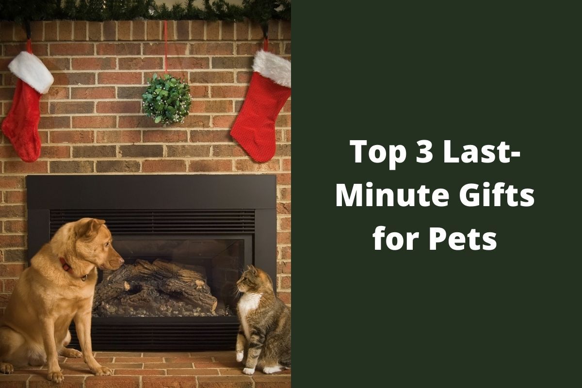 Top 3 Last-Minute Gifts for Pets