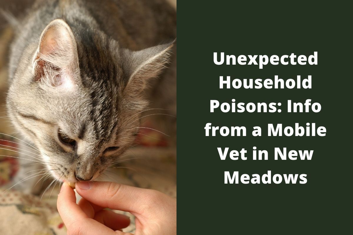 Unexpected Household Poisons: Info from a Mobile Vet in New Meadows