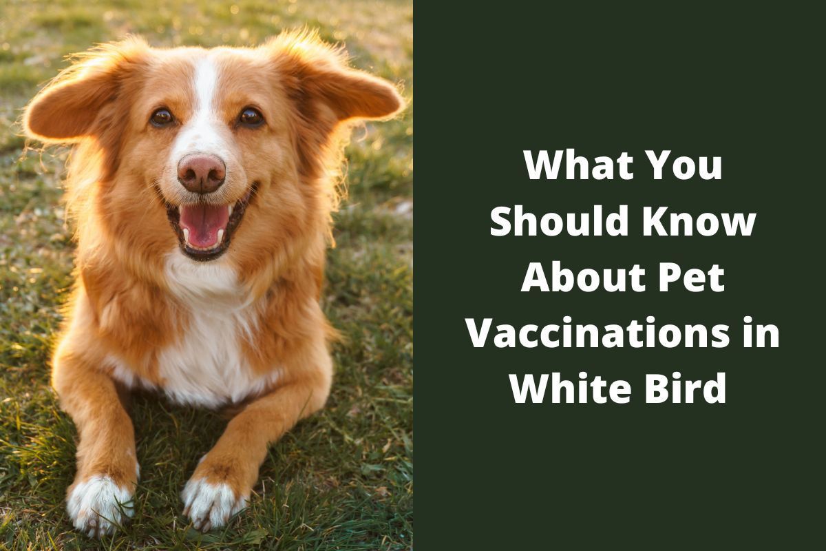 What-You-Should-Know-About-Pet-Vaccinations-in-White-Bird