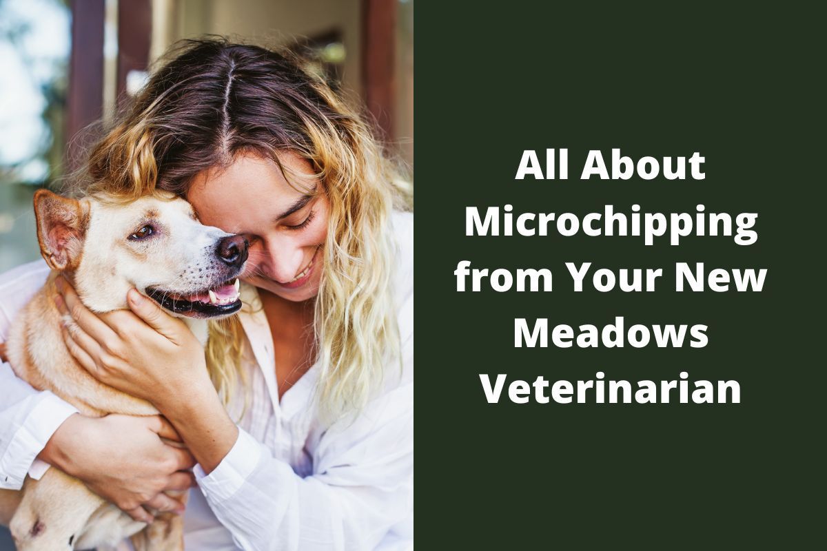 All-About-Microchipping-from-Your-New-Meadows-Veterinarian