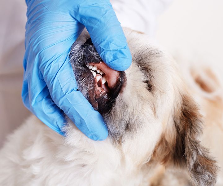 veterinarian checking dog's teeth fluffy angry dog being examined veterinary clinic