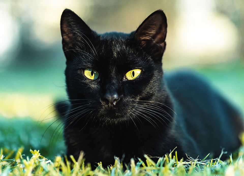 black cat with green eyes resting on a grass