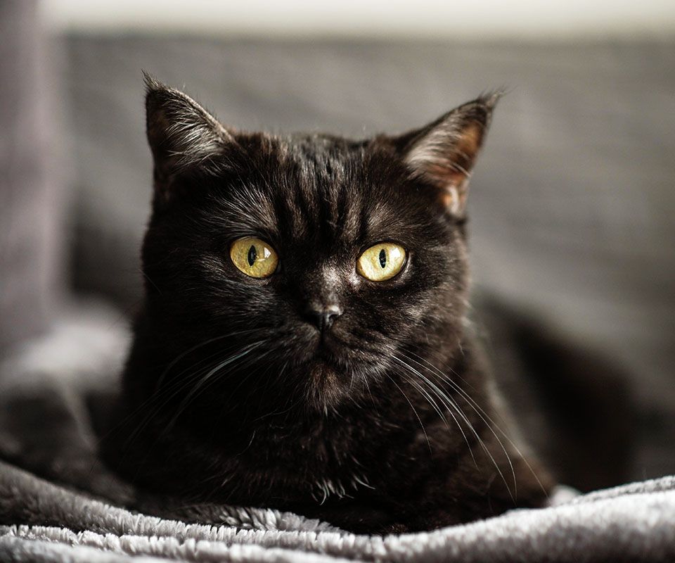 black cat with green eyes lying on a pink blanket looking at the camera