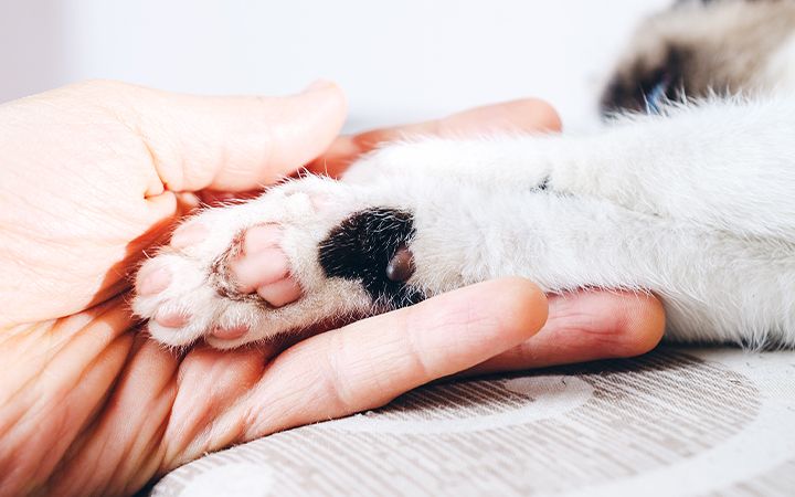 close up shot of a human hand holding the paw of a kitten