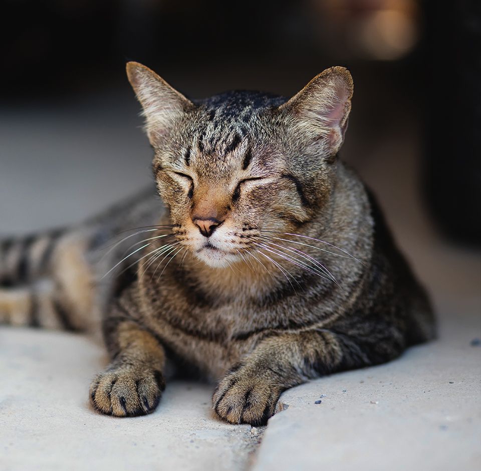 old striped cat with closed eyes lying on the sidewalk