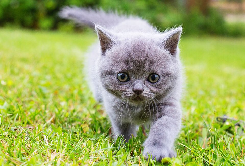 little kitten british goes for a walk on a green grass