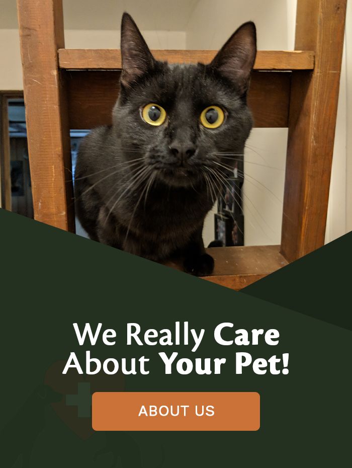 at salmon river mobile veterinary clinic we really care about your pet