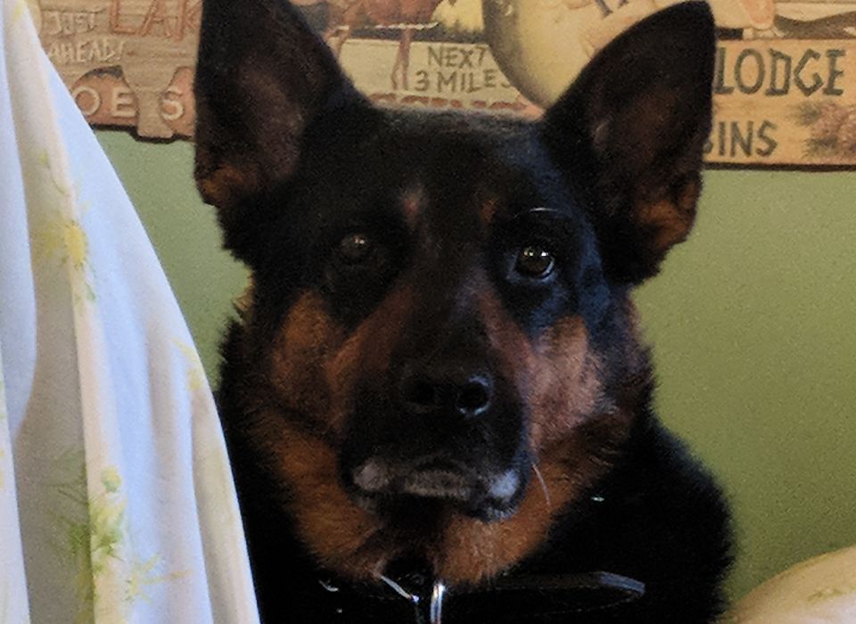 old german shepherd dog looking at his owner at home