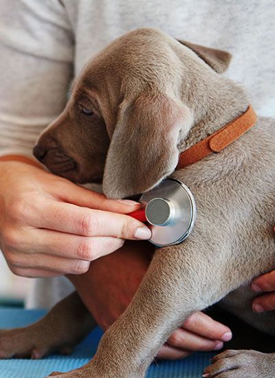 veterinarian checking a dog&#039;s health