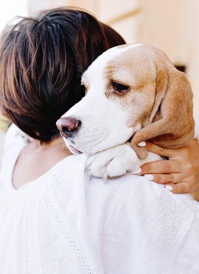 sad beagle dog looking away over shoulder of his owner
