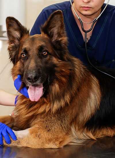 german shepherd dog looking at the camera being checked by vet with a stethoscope