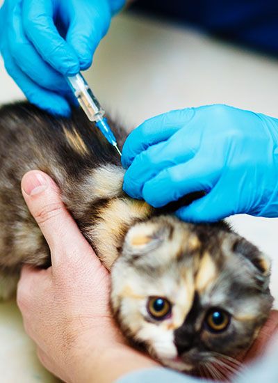 female veterinary doctor giving injection for striped kitten