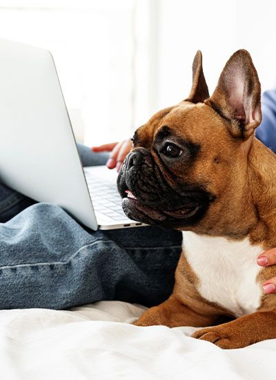 French bulldog owner having her telemedicine to check her pet&#039;s health problems with her veterinarian