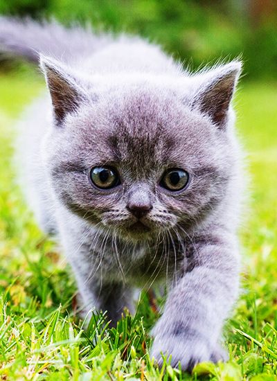 gray kitten walking on the grass