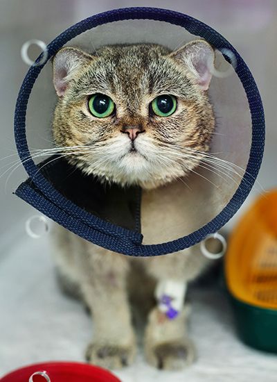 cat wearing a cone after his sterilization surgery