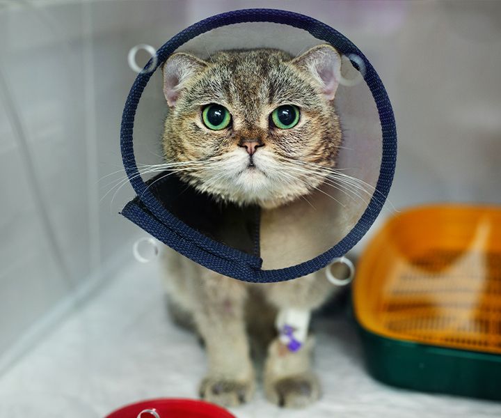 cat wearing a cone after his sterilization surgery