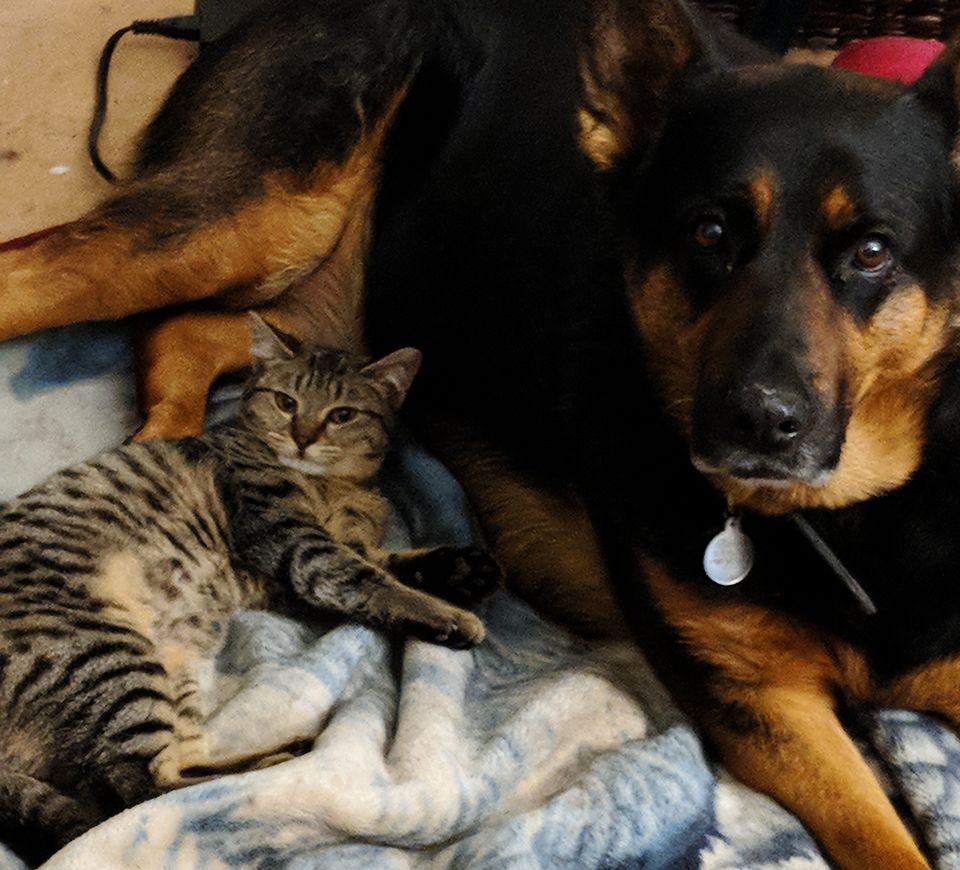 striped cat and german shepherd dog lying on a blanket looking at the camera