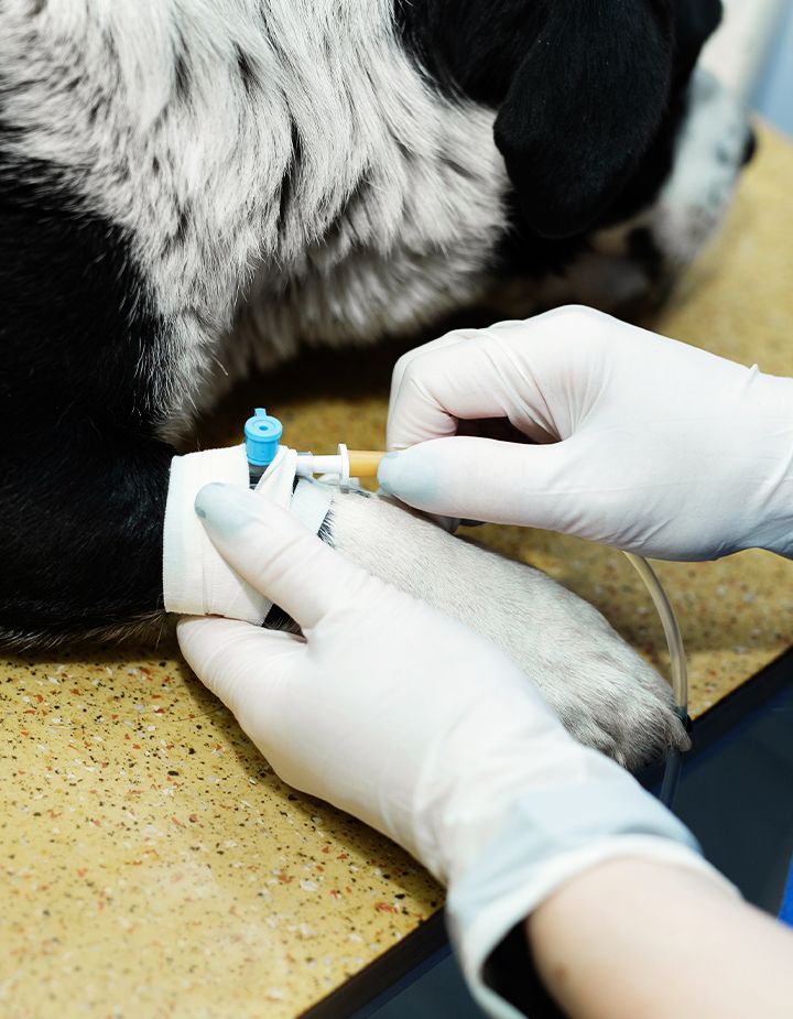 vet puts a catheter on the dog at the veterinary clinic