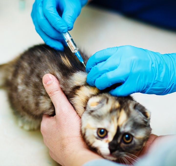 female veterinary doctor giving injection for striped kitten