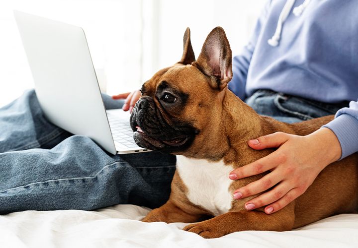 French bulldog owner having her telemedicine to check her pet's health problems with her veterinarian