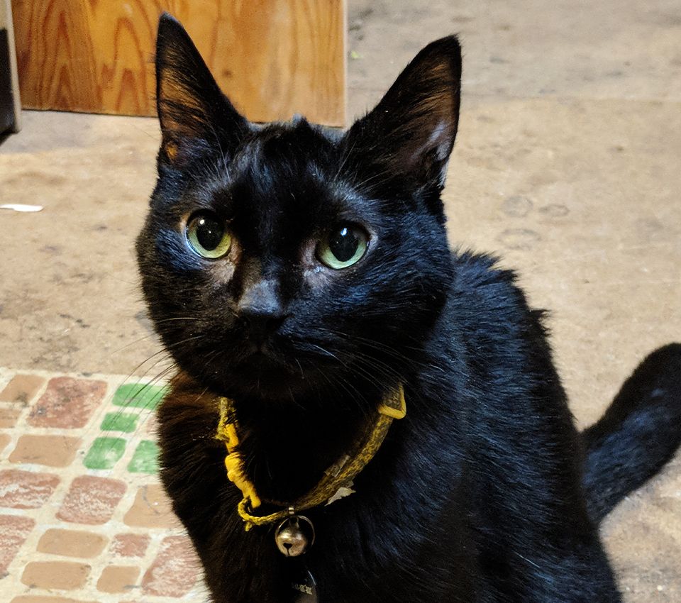 black cat with green eyes wearing a yellow collar looking at his owner at home
