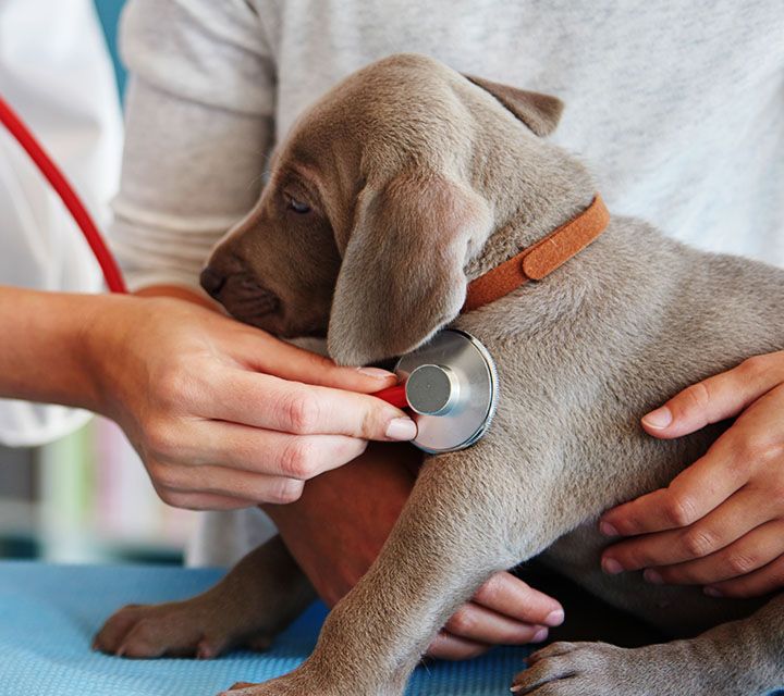 veterinarian checking a dog's health