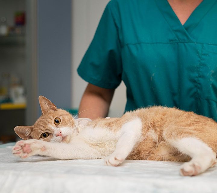 Close up on veterinarian taking care of cat